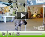 Vail Doggie on YouTube